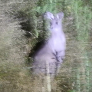 Macropus giganteus at Stromlo, ACT - 10 Feb 2022 09:40 PM