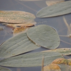 Ottelia ovalifolia (Swamp Lily) at Tennent, ACT - 8 Jun 2015 by michaelb