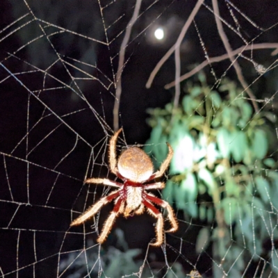 Hortophora biapicata (Orb-weaving Spider) at Molonglo Valley, ACT - 10 Feb 2022 by HelenCross