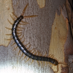 Cormocephalus aurantiipes (Orange-legged Centipede) at Molonglo Valley, ACT - 10 Feb 2022 by HelenCross