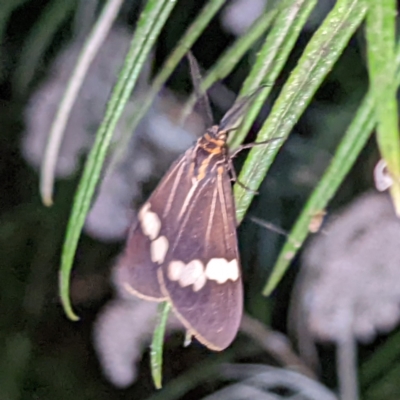 Nyctemera amicus (Senecio Moth, Magpie Moth, Cineraria Moth) at Denman Prospect 2 Estate Deferred Area (Block 12) - 10 Feb 2022 by HelenCross
