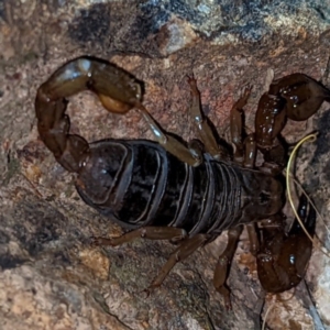 Urodacus manicatus at Molonglo Valley, ACT - 10 Feb 2022