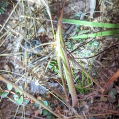 Acrida conica (Giant green slantface) at Molonglo Valley, ACT - 10 Feb 2022 by HelenCross