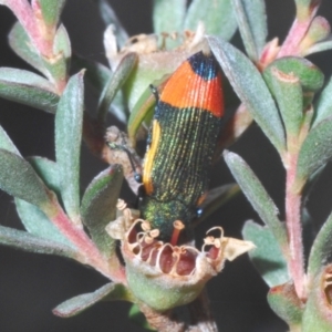 Castiarina kerremansi at Cotter River, ACT - 8 Feb 2022