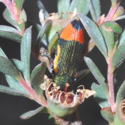 Castiarina kerremansi (A jewel beetle) at Cotter River, ACT - 8 Feb 2022 by Harrisi