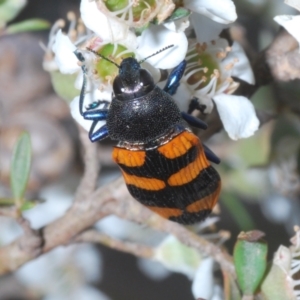 Castiarina thomsoni at Cotter River, ACT - 8 Feb 2022