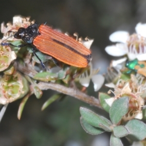 Castiarina nasuta at Cotter River, ACT - 8 Feb 2022