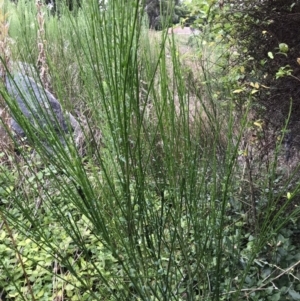 Cytisus scoparius subsp. scoparius at Griffith, ACT - 11 Feb 2022