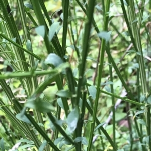 Cytisus scoparius subsp. scoparius at Griffith, ACT - 11 Feb 2022