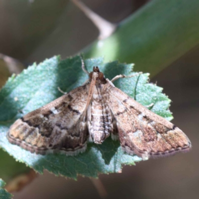 Nacoleia rhoeoalis (Spilomelinae) at Yarralumla, ACT - 2 Feb 2022 by ConBoekel