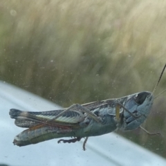 Macrotona australis (Common Macrotona Grasshopper) at Boro, NSW - 10 Feb 2022 by Paul4K