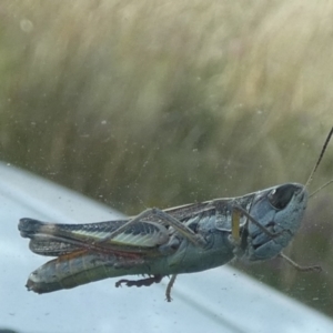 Macrotona australis at Boro, NSW - 10 Feb 2022