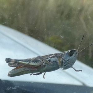 Macrotona australis at Boro, NSW - 10 Feb 2022