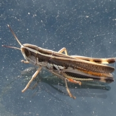 Macrotona australis at Boro, NSW - 10 Feb 2022