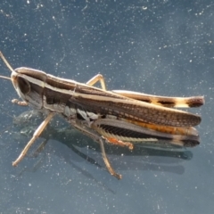 Macrotona australis at Boro, NSW - 10 Feb 2022