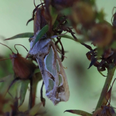 Cosmodes elegans (Green Blotched Moth) at Blue Gum Point to Attunga Bay - 3 Feb 2022 by ConBoekel