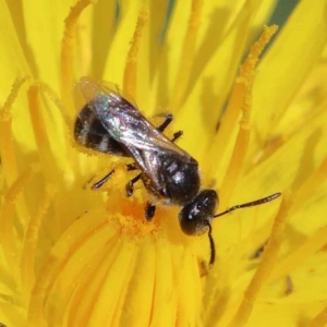 Lasioglossum (Chilalictus) sp. (genus & subgenus) at Yarralumla, ACT - 3 Feb 2022 11:12 AM