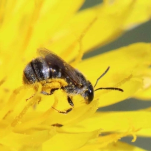 Lasioglossum (Chilalictus) sp. (genus & subgenus) at Yarralumla, ACT - 3 Feb 2022 11:12 AM