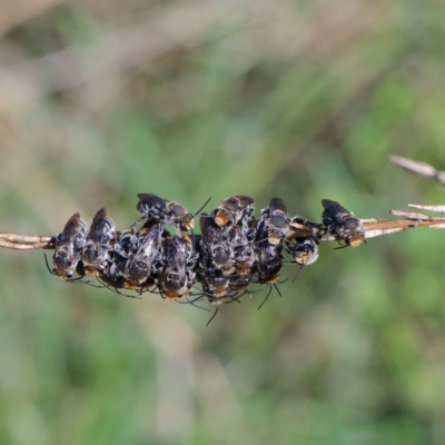 Lipotriches (Austronomia) australica at Yarralumla, ACT - 2 Feb 2022 by ConBoekel