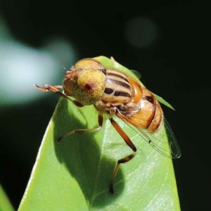 Eristalinus sp. (genus) at Yarralumla, ACT - 3 Feb 2022