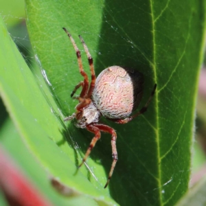 Salsa fuliginata at Yarralumla, ACT - 3 Feb 2022 10:40 AM