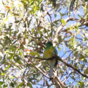 Psephotus haematonotus at Yarralumla, ACT - 3 Feb 2022