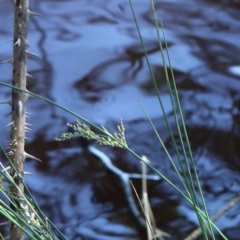 Juncus sp. (A Rush) at Blue Gum Point to Attunga Bay - 2 Feb 2022 by ConBoekel