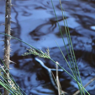 Juncus (genus) (A Rush) at Yarralumla, ACT - 3 Feb 2022 by ConBoekel