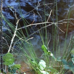 Juncus sp. at Yarralumla, ACT - 3 Feb 2022