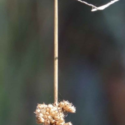 Juncus (genus) (A Rush) at Yarralumla, ACT - 3 Feb 2022 by ConBoekel