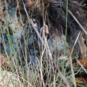 Juncus sp. at Yarralumla, ACT - 3 Feb 2022