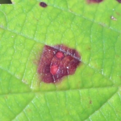 Unidentified Other rusts, leaf spots, sooty moulds at Yarralumla, ACT - 2 Feb 2022 by ConBoekel