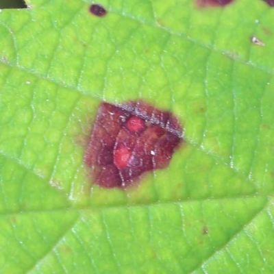 Phragmidium violaceum at Yarralumla, ACT - 2 Feb 2022 by ConBoekel