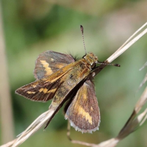 Taractrocera papyria at Yarralumla, ACT - 3 Feb 2022