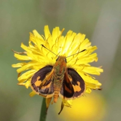 Ocybadistes walkeri (Green Grass-dart) at Blue Gum Point to Attunga Bay - 3 Feb 2022 by ConBoekel