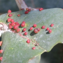 Schedotrioza sp. (genus) at Blue Gum Point to Attunga Bay - 2 Feb 2022 by ConBoekel