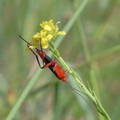 Lissopimpla excelsa (Orchid dupe wasp, Dusky-winged Ichneumonid) at Yarralumla, ACT - 2 Feb 2022 by ConBoekel