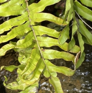 Blechnum minus at Cotter River, ACT - 10 Feb 2022 12:01 PM