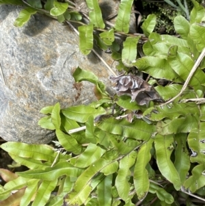 Blechnum minus at Cotter River, ACT - 10 Feb 2022 12:01 PM