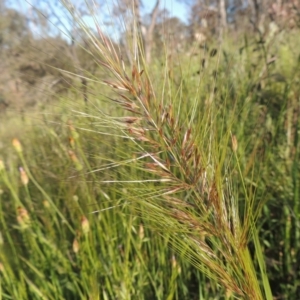 Austrostipa densiflora at Tennent, ACT - 9 Nov 2021 04:40 PM