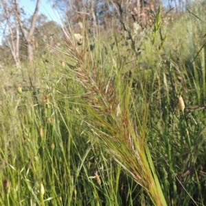 Austrostipa densiflora at Tennent, ACT - 9 Nov 2021