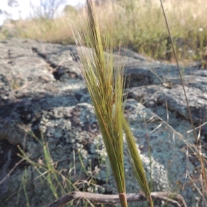 Austrostipa densiflora at Tennent, ACT - 9 Nov 2021