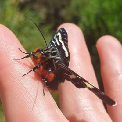 Phalaenoides glycinae (Grapevine Moth) at Googong Foreshore - 11 Feb 2022 by HannahWindley