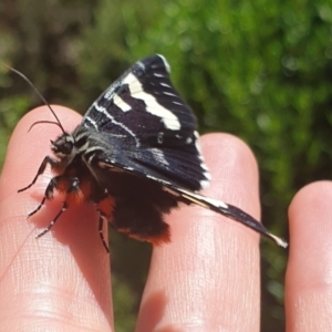 Phalaenoides glycinae at Googong, NSW - 11 Feb 2022 12:30 PM