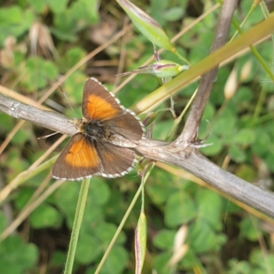 Lucia limbaria (Chequered Copper) at Jerrabomberra Grassland - 23 Nov 2021 by HannahWindley