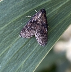 Salma cinerascens (A Pyralid moth) at Acton, ACT - 11 Feb 2022 by Steve_Bok