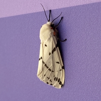 Ardices canescens (Dark-spotted Tiger Moth) at Molonglo Valley, ACT - 11 Feb 2022 by SteveBorkowskis