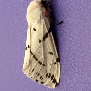 Ardices canescens at Molonglo Valley, ACT - 11 Feb 2022 12:16 PM