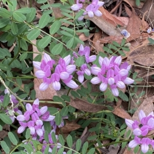 Securigera varia at Molonglo Valley, ACT - 11 Feb 2022