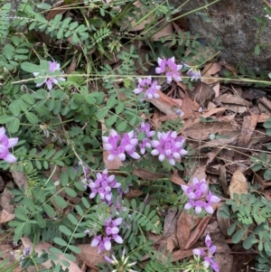 Securigera varia at Molonglo Valley, ACT - 11 Feb 2022